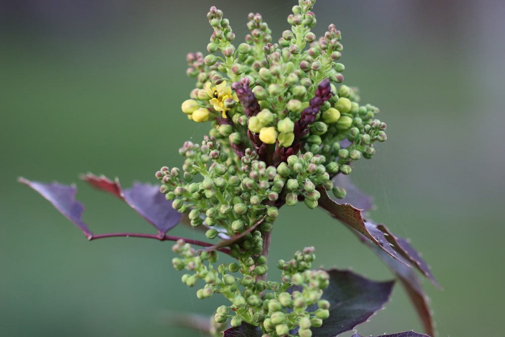 Mahonie Mahonia