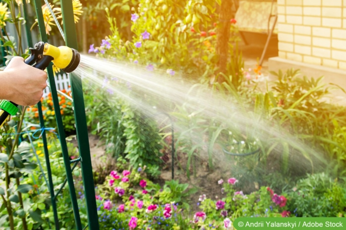 Garten-Tipps im Juli - Pflanzen wässern