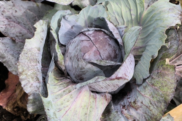 Rotkohl