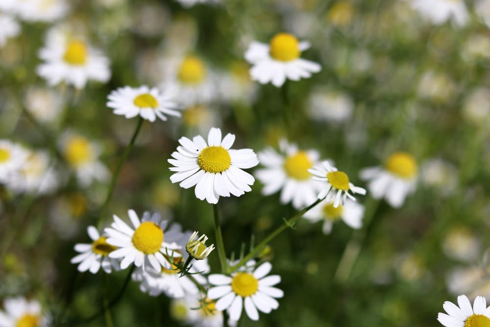 echte Kamille - Matricaria chamomilla