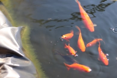 Goldfische im Gartenteich