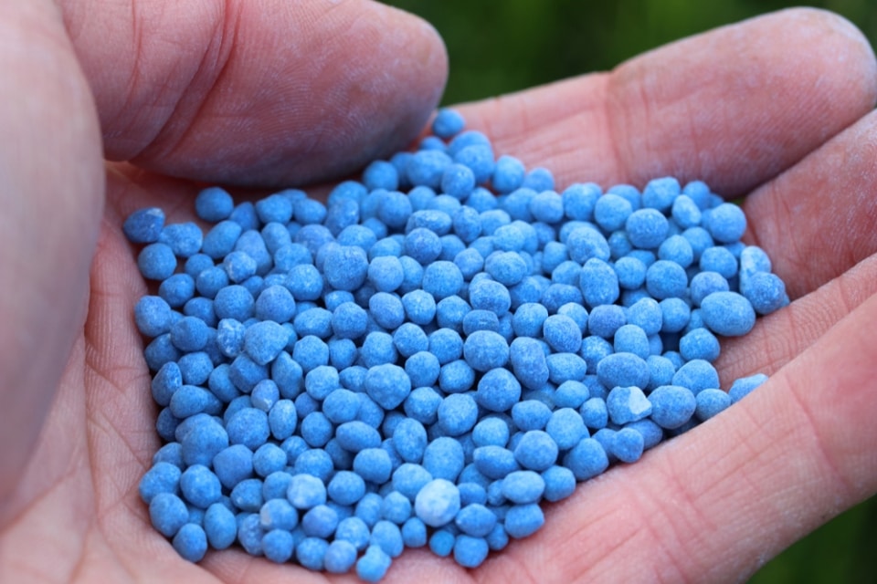 Kann Man Blaukorn In Wasser Auflösen Blaukorn ausbringen - Tipps zur Anwendung - Hausgarten.net