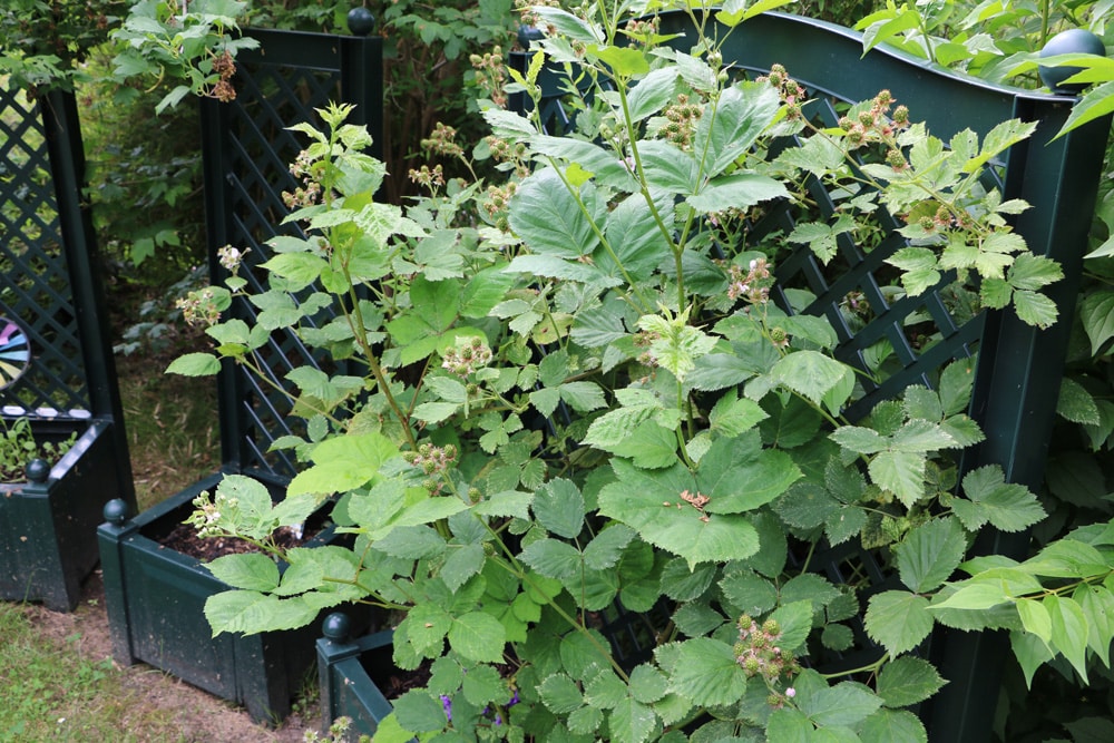 Brombeere - Rubus sectio