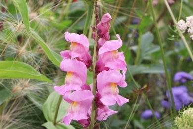 Löwenmaul (Antirrhinum)