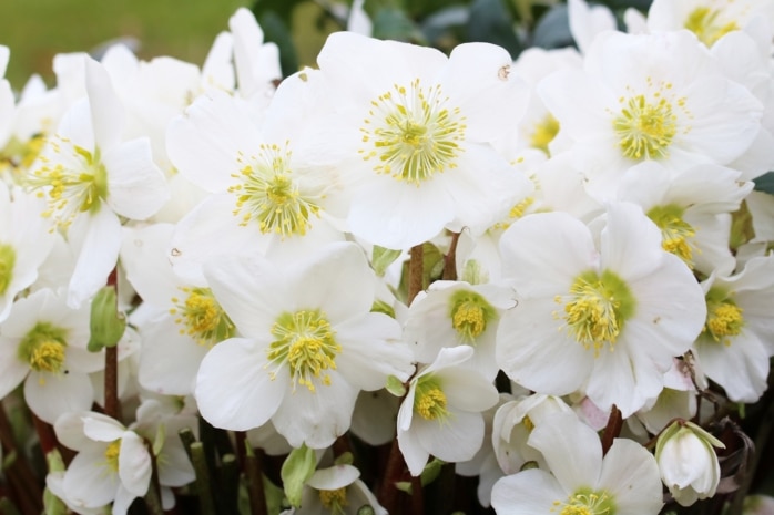 Christrose (Helleborus niger)