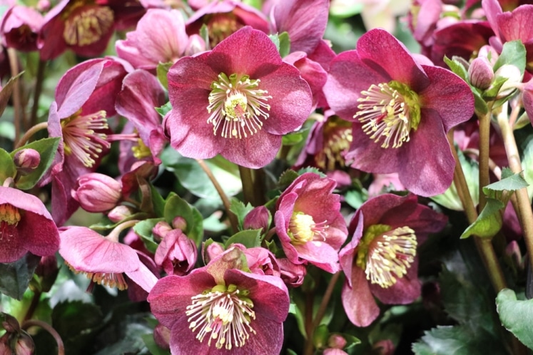 Christrose, Schneerose Pflege und Überwintern