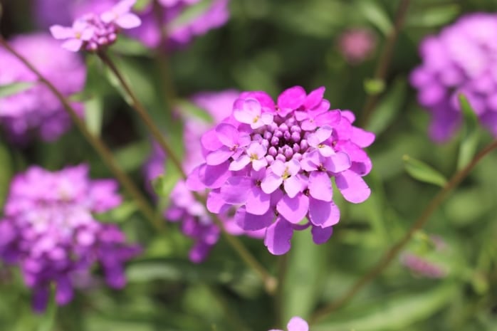 Doldige Schleifenblume (Iberis umbellata)