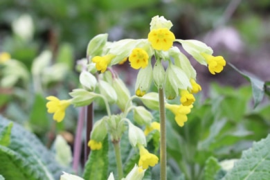 Echte Schlüsselblume (Primula veris)