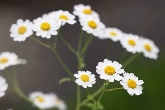 Mutterkraut (Tanacetum parthenium)