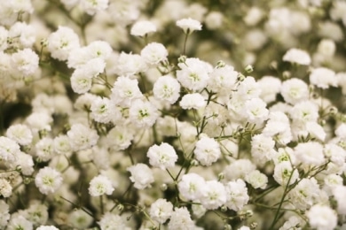 Schleierkraut (Gypsophila)