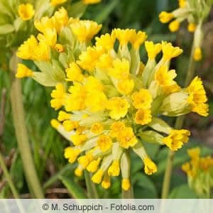 Blüte der Primula Veris