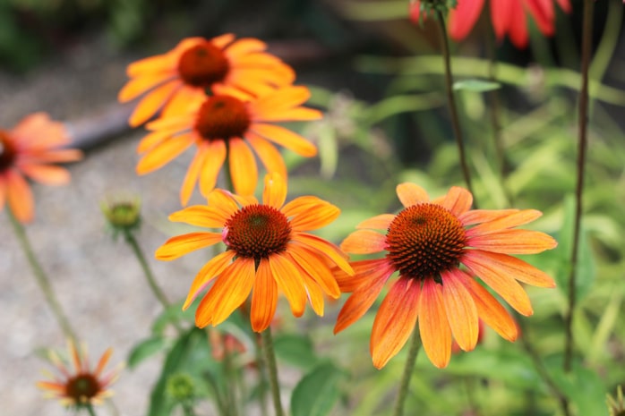 Sonnenhut (Echinacea)