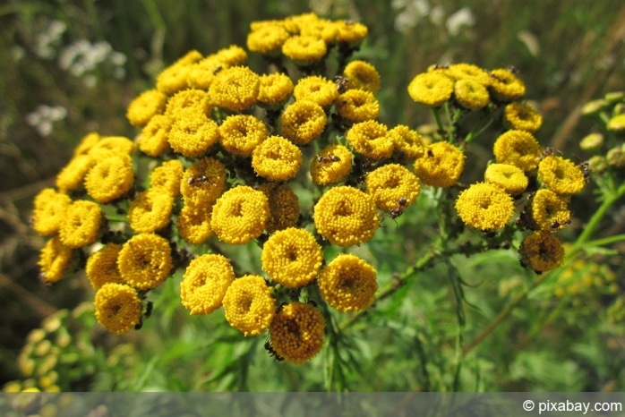 Wucherblume Tanacetum