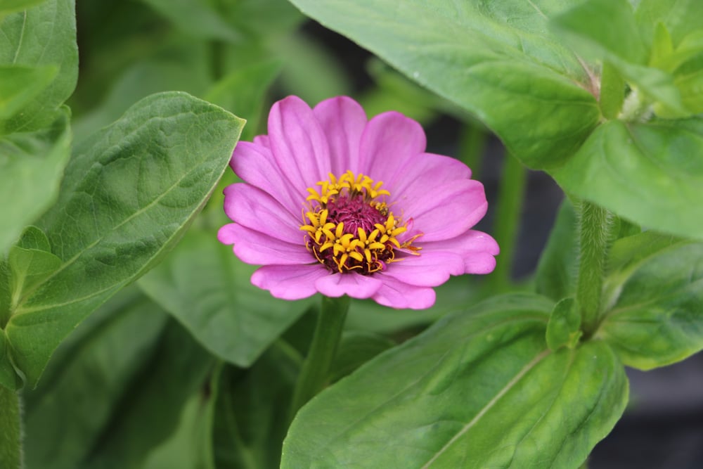 Zinnie - Zinnia