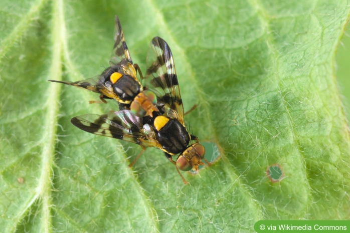 Kirschfruchtfliege (Rhagoletis cerasi)