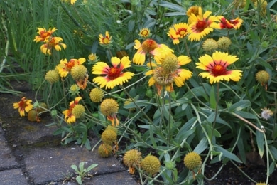 Kokardenblume - Gaillardia aristata