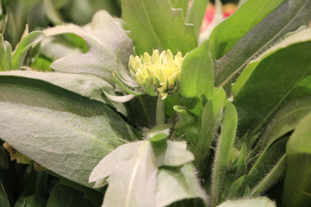 Kokardenblume - Gaillardia aristata