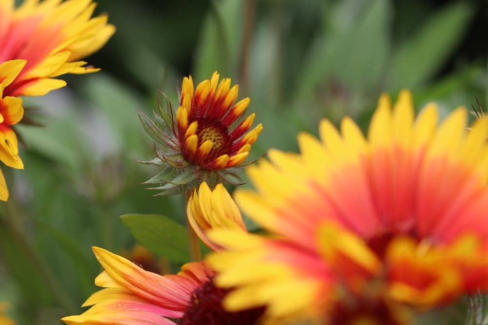 Kokardenblume - Gaillardia aristata