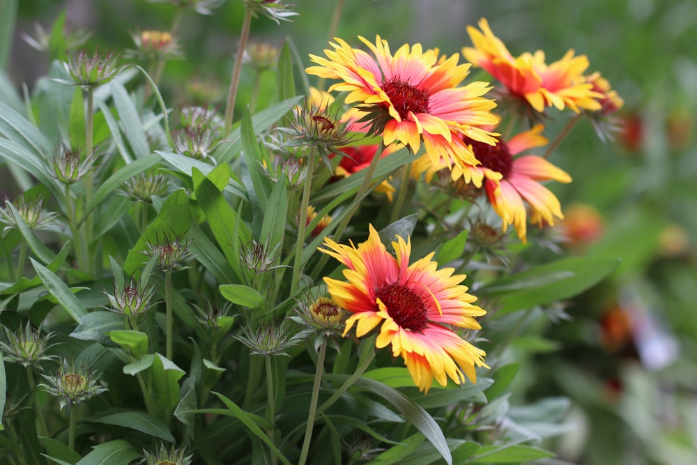 Kokardenblume - Gaillardia aristata