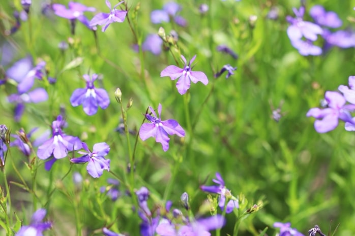 Männertreu (Lobelia erinus)