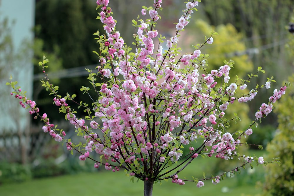 Mandelbaum Prunus dulcis