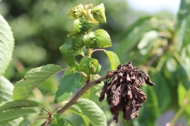 Monilia-Spitzendürre an Apfelbaum