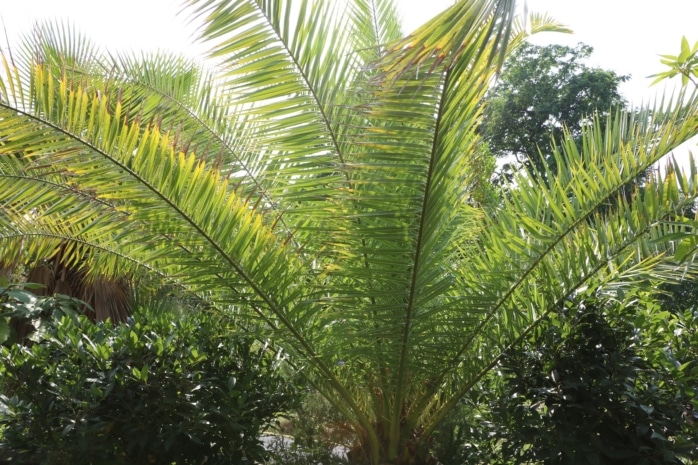 Phönixpalme (Phoenix canariensis)