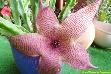 Aasblume (Stapelia grandiflora)