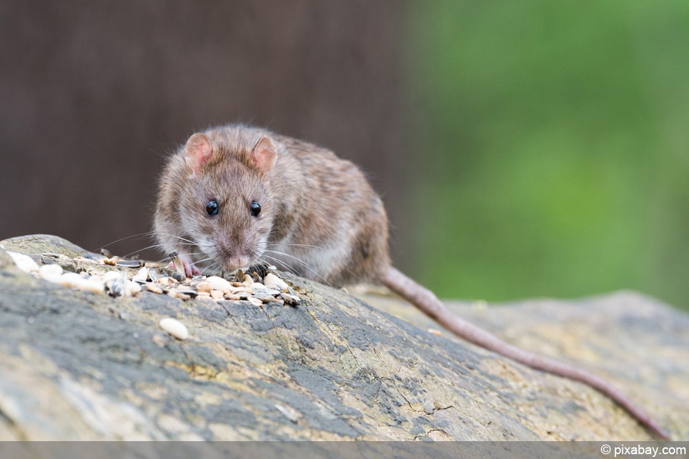 Ratten im Beet - unter den Terrassenplatten? (Tiere, Garten