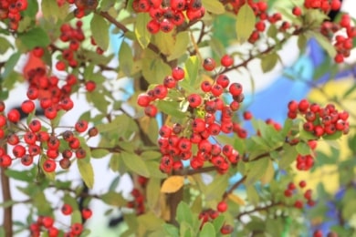 Mittelmeer-Feuerdorn (Pyracantha coccinea 'Red Column')