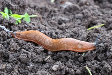 Biologische Mittel gegen Nacktschnecken