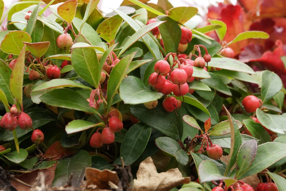 Scheinbeere - Gaultheria procumbens