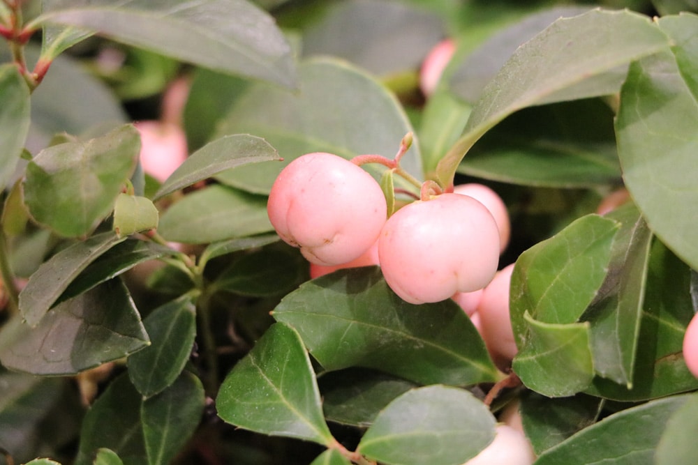 Scheinbeere - Gaultheria procumbens