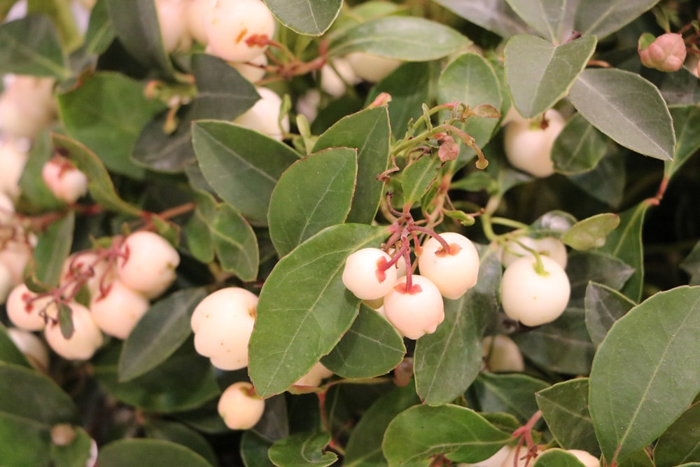 Scheinbeere - Gaultheria procumbens