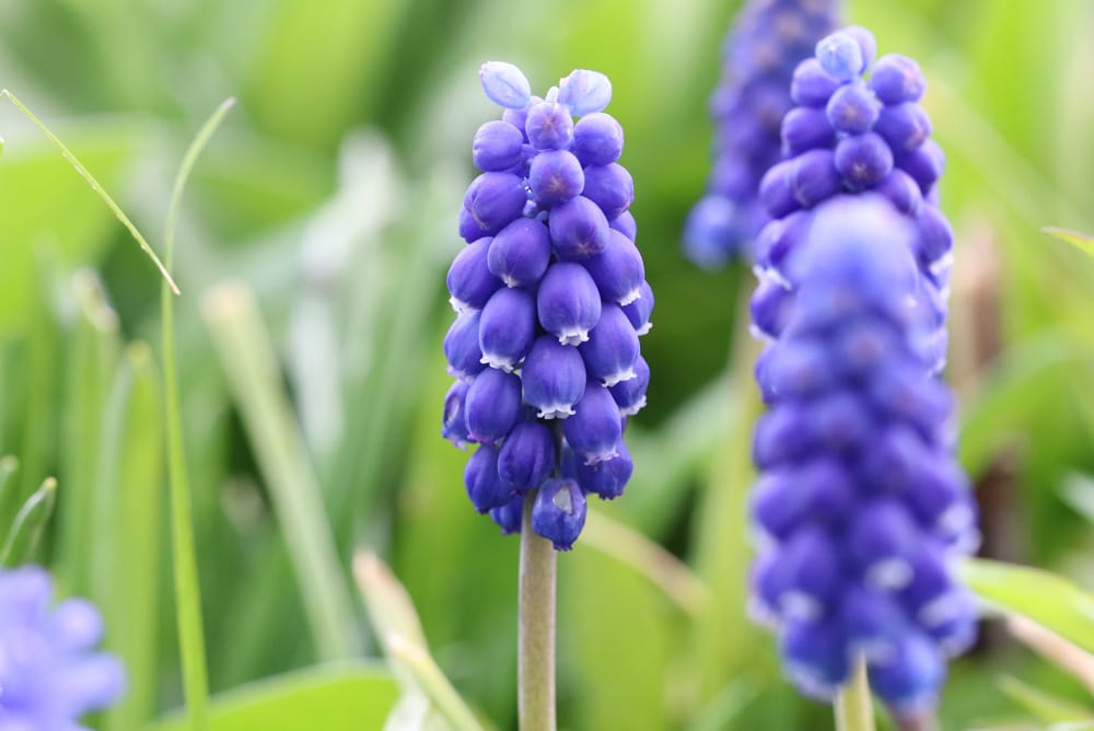 Ttraubenhyazinthen - Muscari