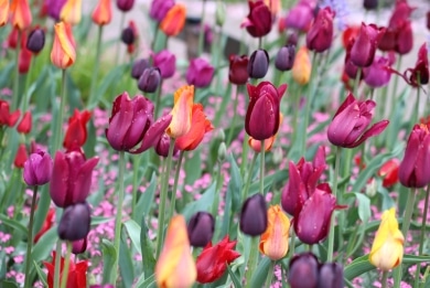 Blumenzwiebel - Tulpen - Tulipa