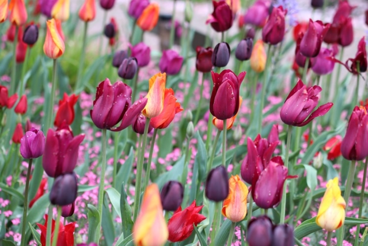 Blumenzwiebeln richtig stecken wann setzen?
