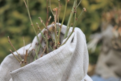 Jutesack als Winterschutz für Rosen