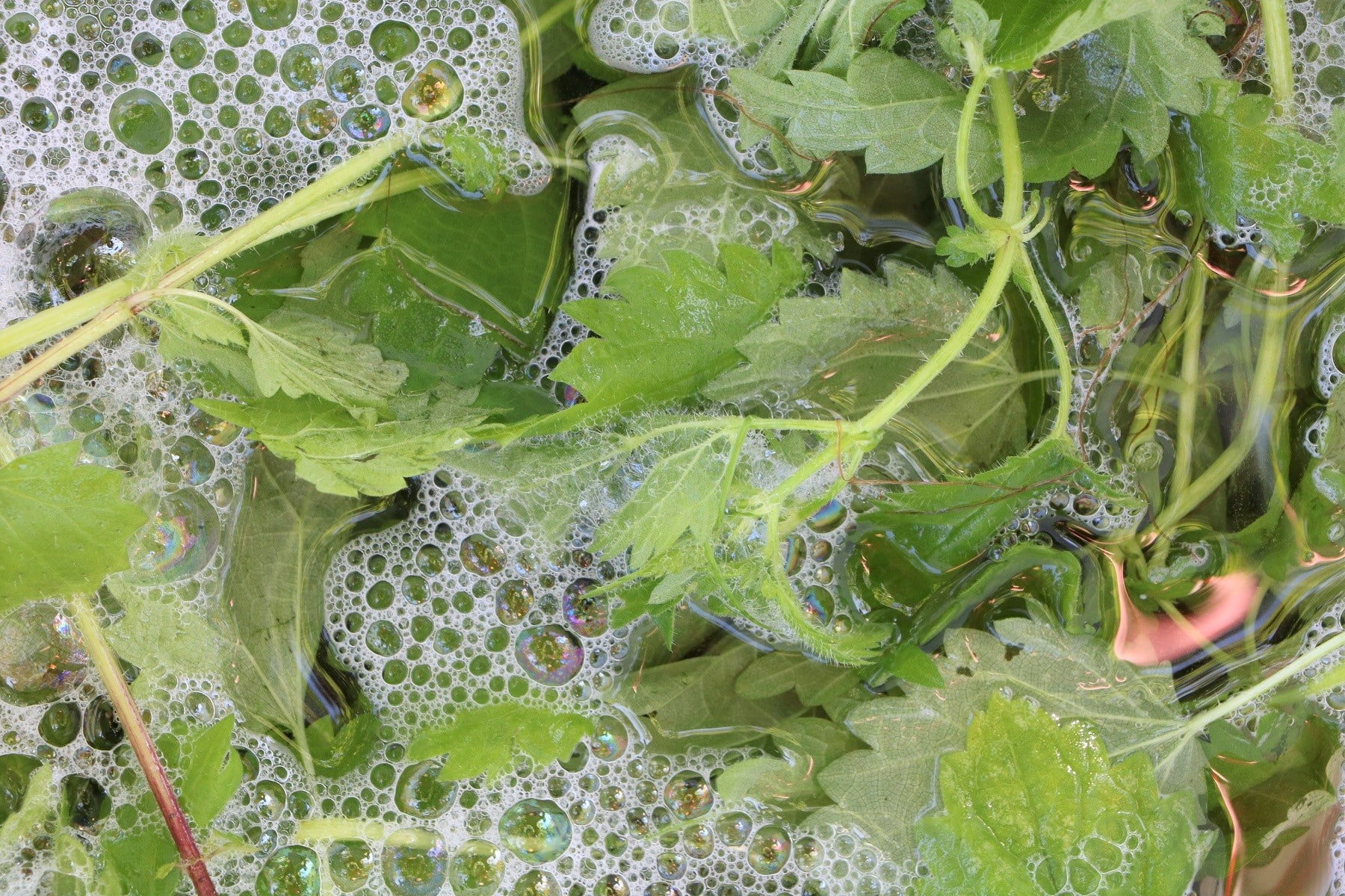 Biodnger selber herstellen - fr Pflanzen, Obst und Gemse - Hausgarten.net