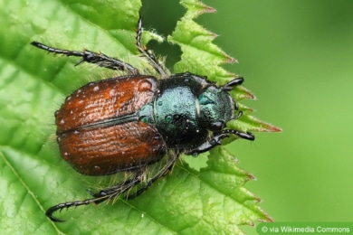 Gartenlaubkäfer (Phyllopertha horticola)