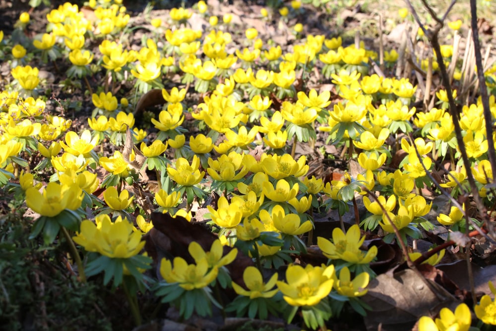 Winterling - Eranthis hyemalis