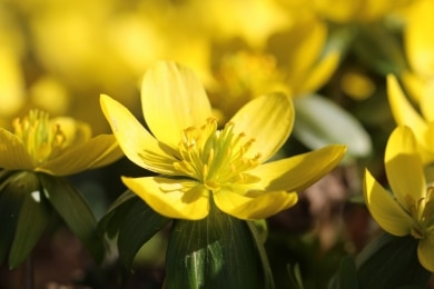 Winterling - Eranthis hyemalis