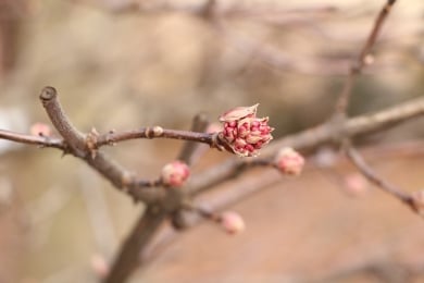 Winterschneeball - Viburnum bodnantense dawn