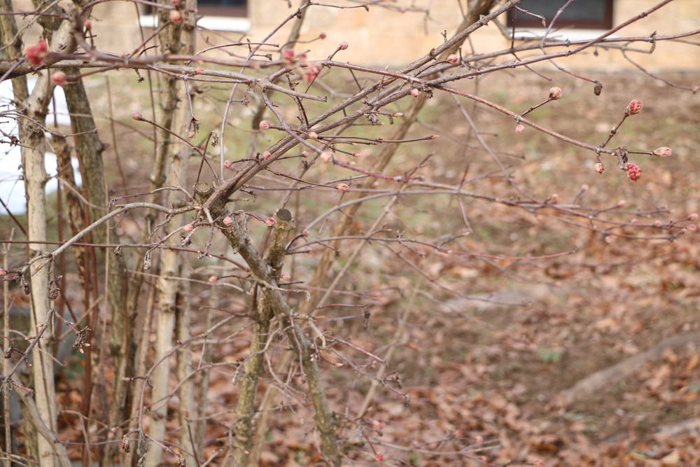 Winterschneeball - Viburnum bodnantense dawn