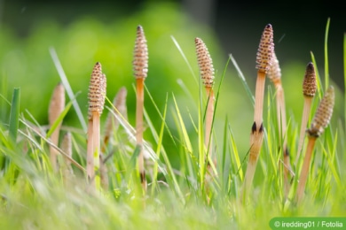 Zinnkraut (Equisetum arvense)