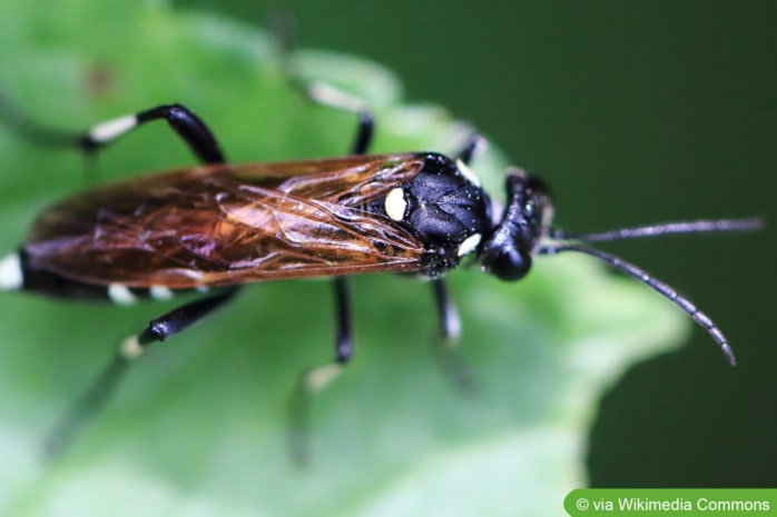 Blattwespen (Tenthredinidae) - Macrophya duodecimpunctata