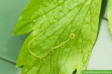 Nematode auf Sellerieblatt