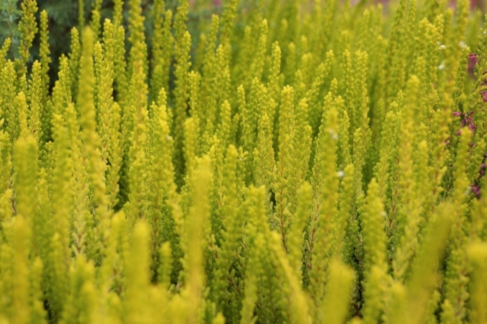 Besenheide (Calluna)