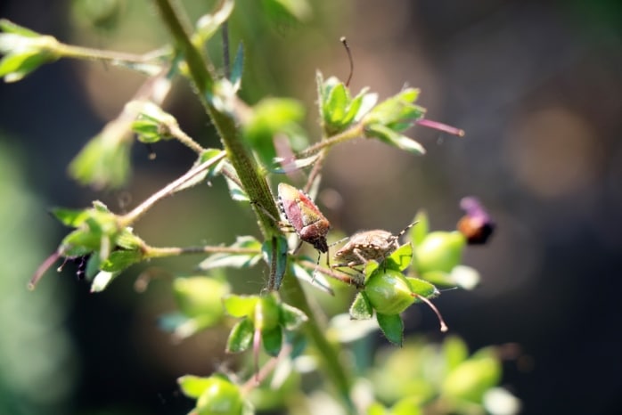 Wanzen im Garten bekämpfen die besten Hausmittel
