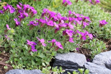 Winterharte Steingartenpflanzen - Blaukissen (Aubrieta)